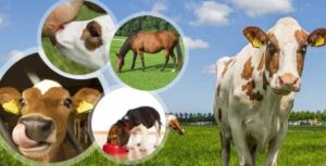 TÜİK, Zonguldak’ta bulunan sayıları açıkladı…