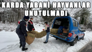Yabani hayvanlar için doğaya yem bırakıldı