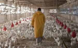 Tavuk eti üretimi arttı, yumurta ve hindi eti üretimi azaldı