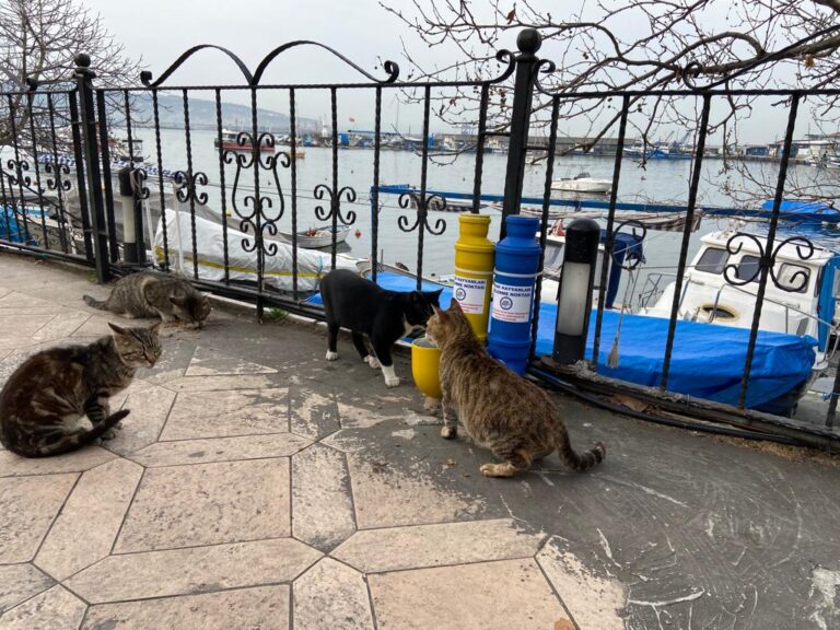 Kdz. Ereğli Belediyesi sokak hayvanlarına 5 adet beslenme noktası ekledi