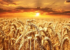 Tahıllar ve diğer bitkisel ürünler üretim %34,98 artış gerçekleşti