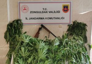 Bahçesinde 27 kök kenevir ile yakalandı, serbest bırakıldı