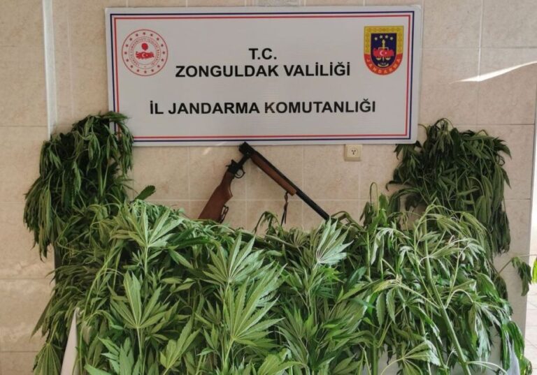 Bahçesinde 27 kök kenevir ile yakalandı, serbest bırakıldı