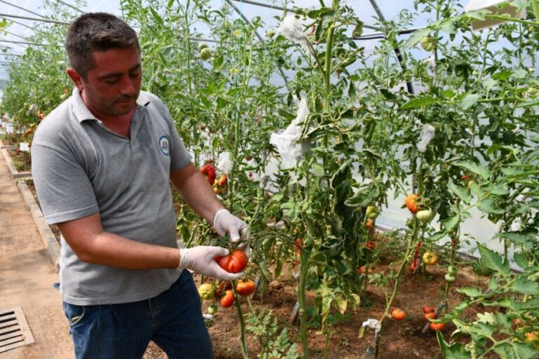 Ata tohumu elden ele çoğalıyor