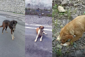 Sokak hayvanları ölüme terk edildi.. Hayvan severler nerede?