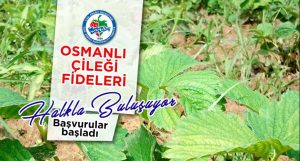 Kdz. Ereğli Belediyesi Osmanlı Çileği Fidesi dağıtacak