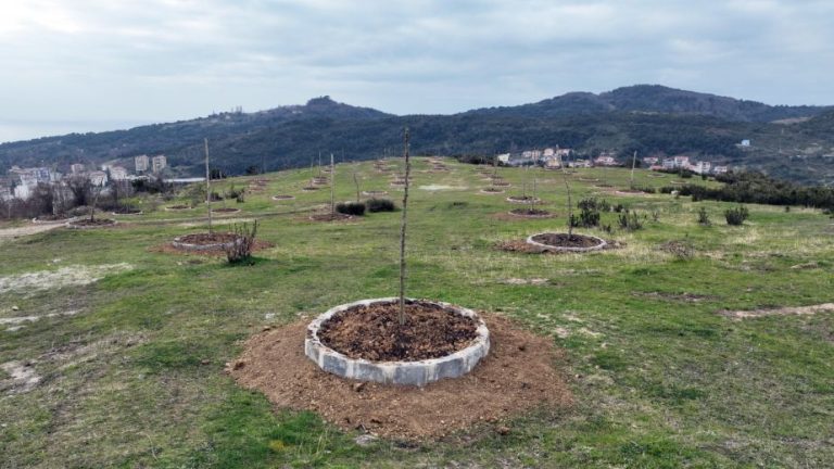Çavdarlı’ya eşsiz manzarasıyla yeni yaşam alanı 70 adet çınar ağacı fidanı dikildi