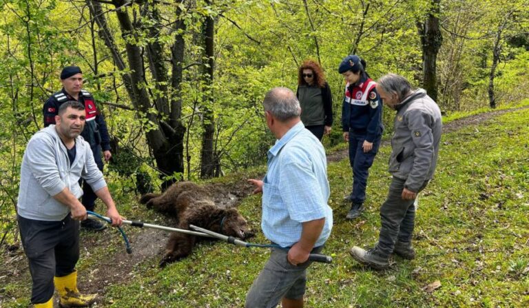 Yaralı ayı tedavi için yakalanarak hayvanat bahçesine teslim edildi