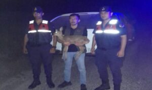 Gümeli’de yaralı ceylan bulundu