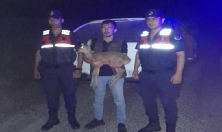 Gümeli’de yaralı ceylan bulundu