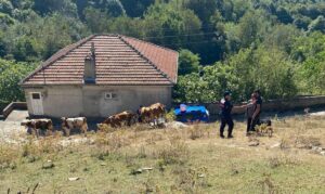 Çaycuma’da kayıp hayvanlar jandarma yardımıyla bulundu