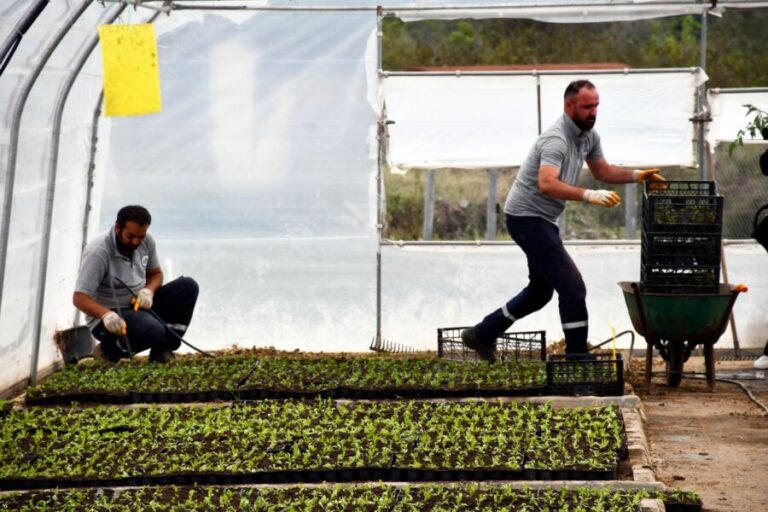 Kdz. Ereğli Belediyesi, kışlık çiçekleri seralarında üretiyor