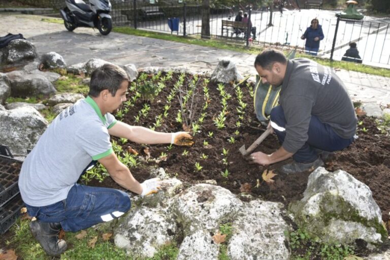 Kdz. Ereğli’de 500 bin çiçek toprakla buluştu