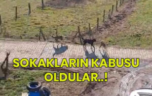 Başıboş köpekler Yazıcılar köyünü esir aldı..!