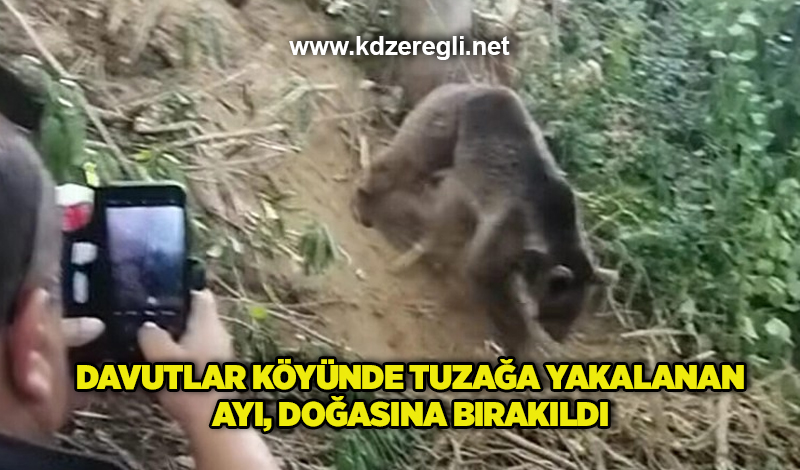 Davutlar köyünde tuzağa yakalanan ayı, doğasına bırakıldı