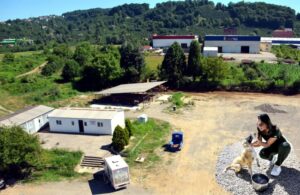 Alaplı hayvan barınağında içler acısı görüntüler..