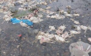 Alaplı’daki tavuk çiftliği kapatılıyor