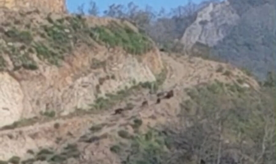 Zonguldak’ta ayı alarmı: Köylüler tedirgin