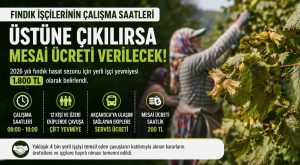 Fındık işçilerinin çalışma saatleri üstüne çıkılırsa mesai ücreti verilecek!..